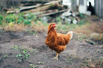 rustic chicken in a natural environment