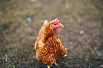 rustic chicken in a natural environment