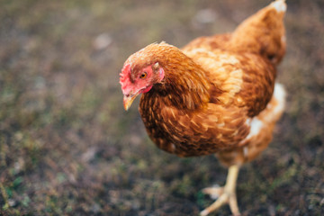 rustic chicken in a natural environment