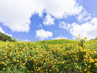Fototapeta premium Mexican sunflower on the hill at Mae Hong Sorn ,Thailand.