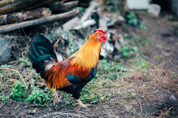 rustic chicken in a natural environment