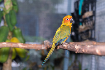 Sun Parakeet or Sun Conure, the beautiful parrot bird with nice feathers details.
Colorful parrot sitting on a tree branch