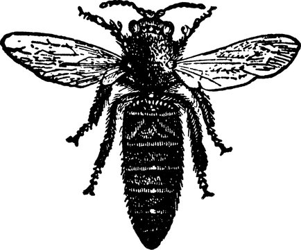 Vintage image bee