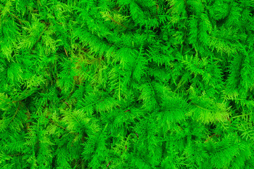 Hintergrund Moospolster aus Tamarisken Thujamoos - Background Moss Tamarisk Thujamoos