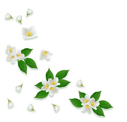 Obraz premium Twig bright white jasmine flowers. Spring composition.