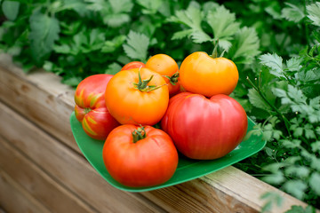 vegetables in the greenhouse