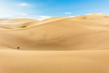 Fototapeta na wymiar Smooth light sand dunes in national park in Colorado with plants