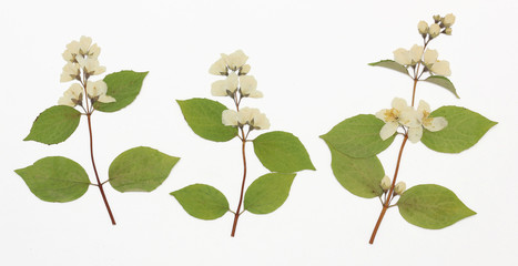Picture of dried flowers in several variants
Herbarium from dried blossoming flower arranged in a...