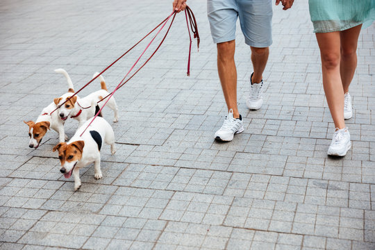 Couple walking three jack russell dogs on the street