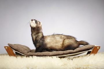 Lovely ferret portrait in studio