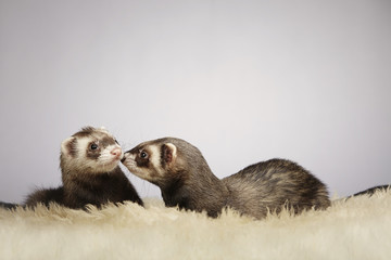 Ferret friends