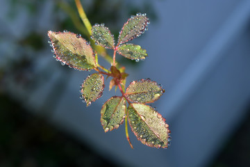 Drop of water on the Rose's Leaves