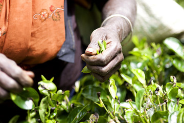 picking tea leaves at a tea plantation
