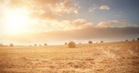 View of harvested field