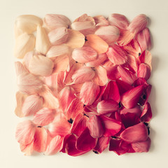 Colorful tulip petals pattern