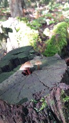 funghi cresciuti nel tronco