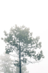Trees standing tall in floating fog