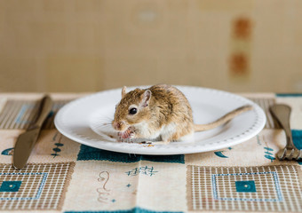 Mongolian gerbil eat beans on the table - obrazy, fototapety, plakaty