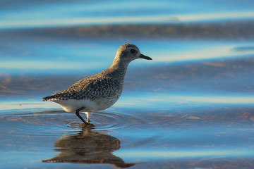Pivieressa (Pluvialis squatarola) nello stagno