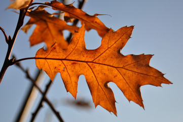 autmun oak leaves