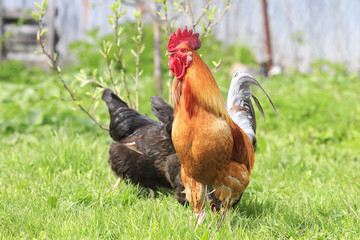 beautiful rooster and chicken walking on green grass on the farm in the summer © nataba