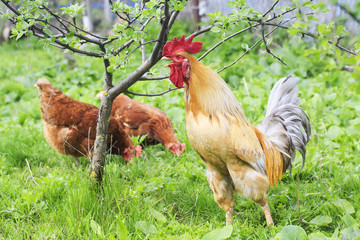 beautiful rooster and chicken walking on green grass on the farm in the summer