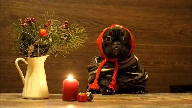 Funny dog wearing hat and scarf standing at the table. Bulldog worries, experiences awaits holiday. On the table, pine branch, candle. Evening light, Christmas ornaments. New Year Christmas
