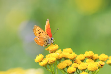 bright orange butterfly sitting on yellow flowers on a summer meadow