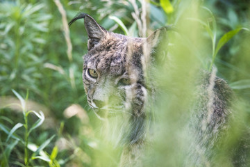 Lince ib&eacute;rico