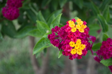 Fototapeta premium Flower.Flower in the garden for relaxing, a beautiful and refreshing. 