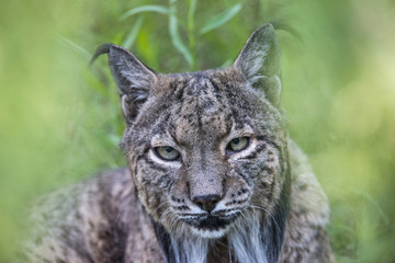 Lince ibérico