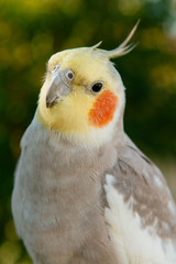 Beautiful parrot nymph