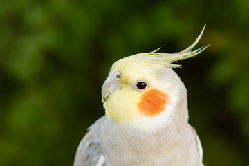 Beautiful parrot nymph