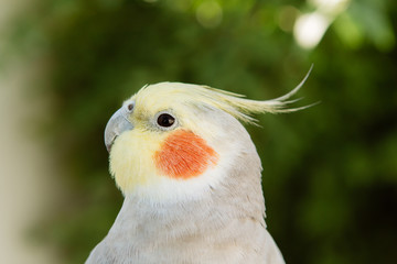 Beautiful parrot nymph