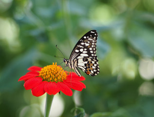 Obraz na płótnie Canvas Butterfly on red Zinnia Flowers or Maxican sunflower, Selective