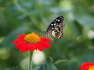 Fototapeta na wymiar Butterfly on red Zinnia Flowers or Maxican sunflower, Selective