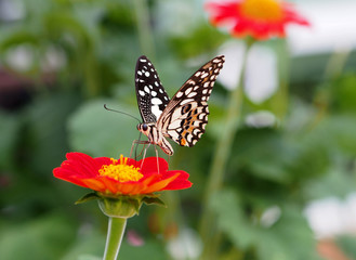 Plakat Butterfly on red Zinnia Flowers or Maxican sunflower, Selective