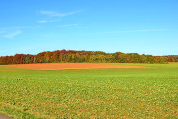 Obraz premium Green field on blue sky (6)