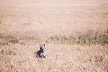 Hyena in Masai Mara in Kenya, Africa