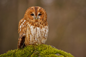 Tawny owl sitting