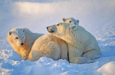 Crédence de cuisine en verre imprimé Ours polaire Polar bears