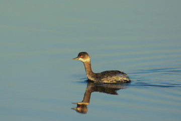 svasso piccolo (Podiceps nigricollis) nello stagno