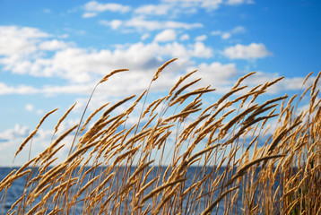 Fototapeta premium Grass straws by the coast