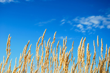 Fototapeta premium Yellow grass straws b blue sky