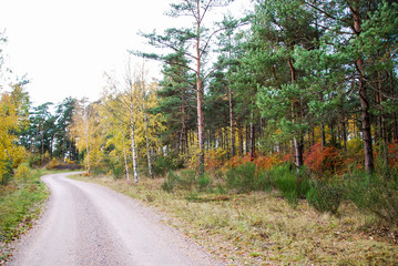 Naklejka premium Winding gravel road in golden colors