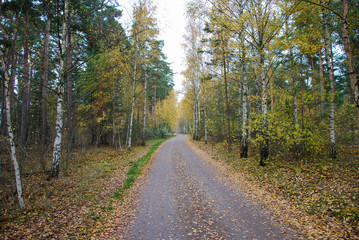 Fototapeta na wymiar Fall season colored country road