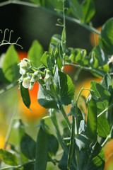 Erbsenpflanzen mit Ringelblumen