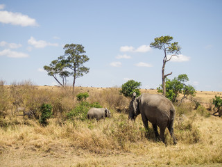 Fototapeta premium landscape with elephants in the Masai Mara National Park in Keny