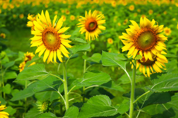 A lot of sunflower in wide garden