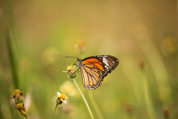 Fototapeta na wymiar Tiger butterfly drinks nectar from flowers